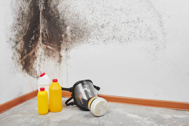 Best Residential Mold Removal  in Byron, MN