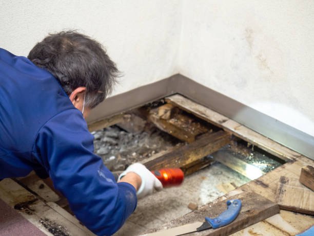 Mold Removal Process in Byron, MN