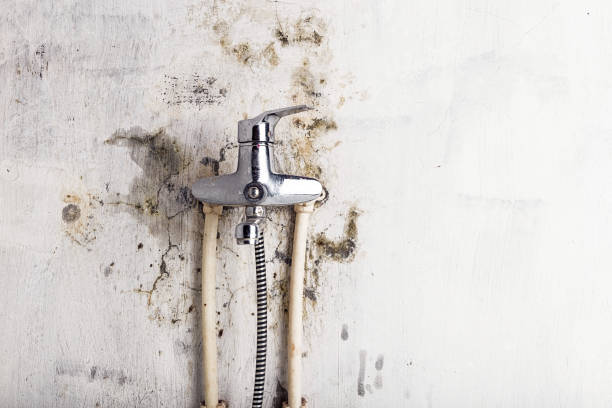 Best Mold Testing  in Byron, MN