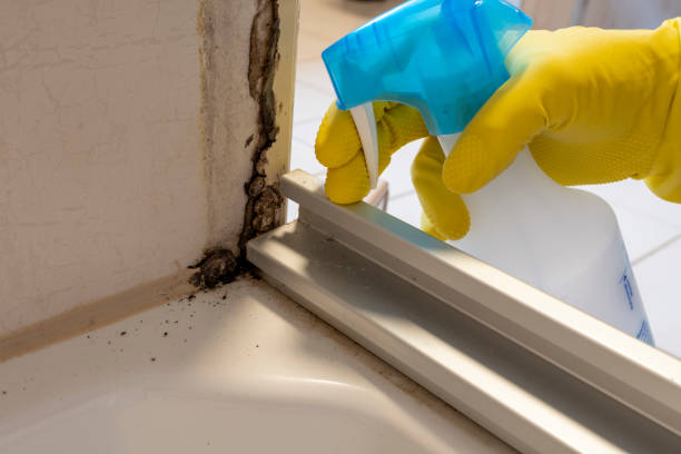 Best Same-Day Mold Removal  in Byron, MN