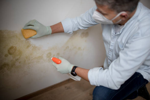 Best Office Mold Removal Services  in Byron, MN