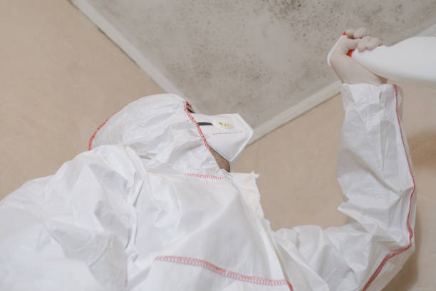 Best Black Mold Removal  in Byron, MN