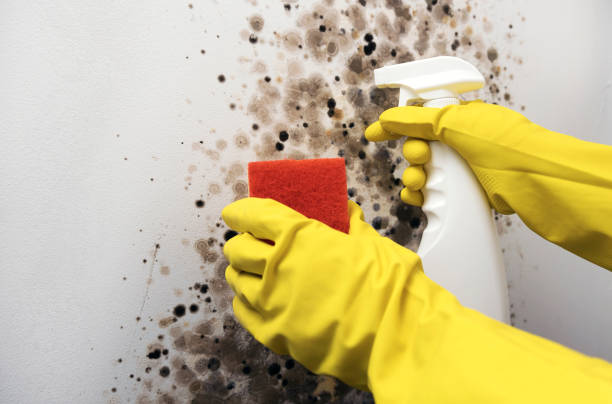 Best Best Mold Removal Companies  in Byron, MN