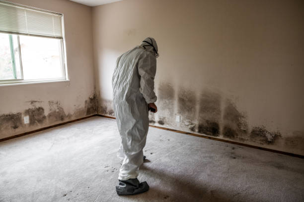 Best Crawl Space Mold Removal  in Byron, MN