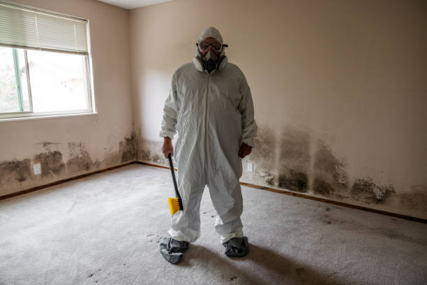 Best Mold Removal Process  in Byron, MN
