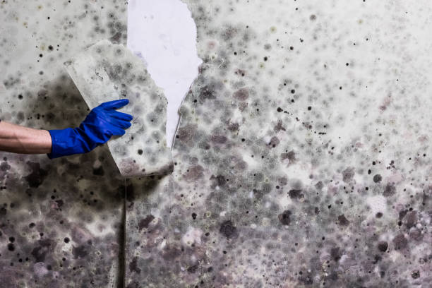 Byron, MN Mold Removal Company