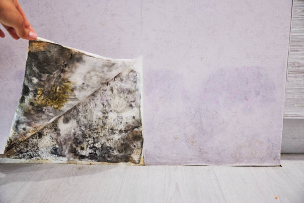 Best Commercial Mold Removal  in Byron, MN